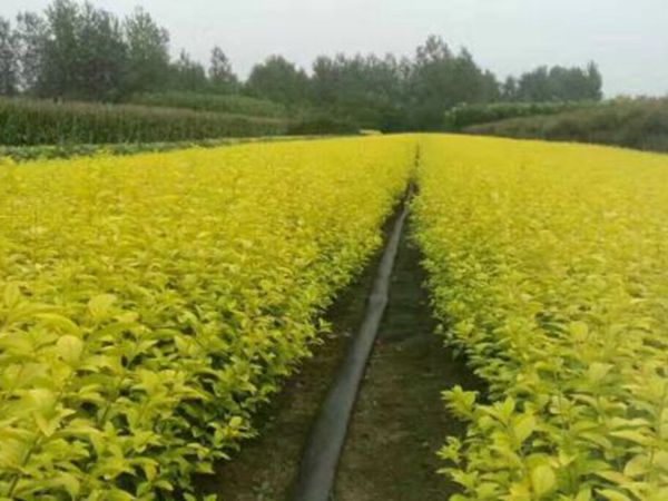 1630056832832534.jpg 金葉女貞11.jpg