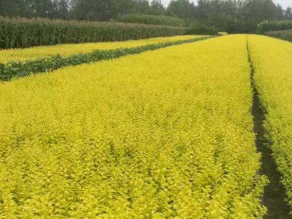 1630056840914206.jpg 金葉女貞13.jpg