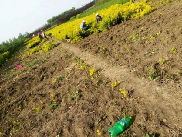 1630056855435355.jpg 金葉女貞21.jpg