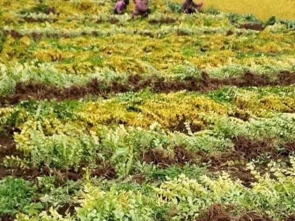 1630056869740879.jpg 金葉女貞23.jpg