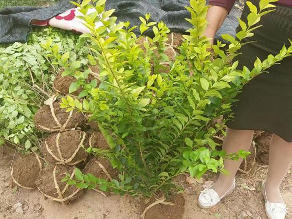 1630056886829760.jpg 金葉女貞32.jpg