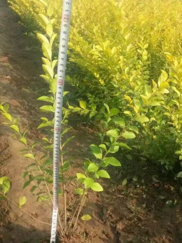 1630056896106040.jpg 金葉女貞8.jpg