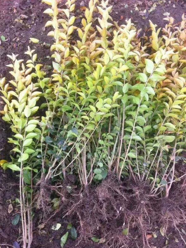 1630056909348559.jpg 金葉女貞14.jpg