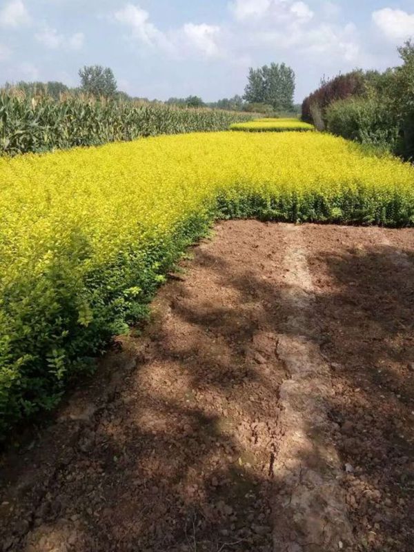 1630056913947049.jpg 金葉女貞15.jpg