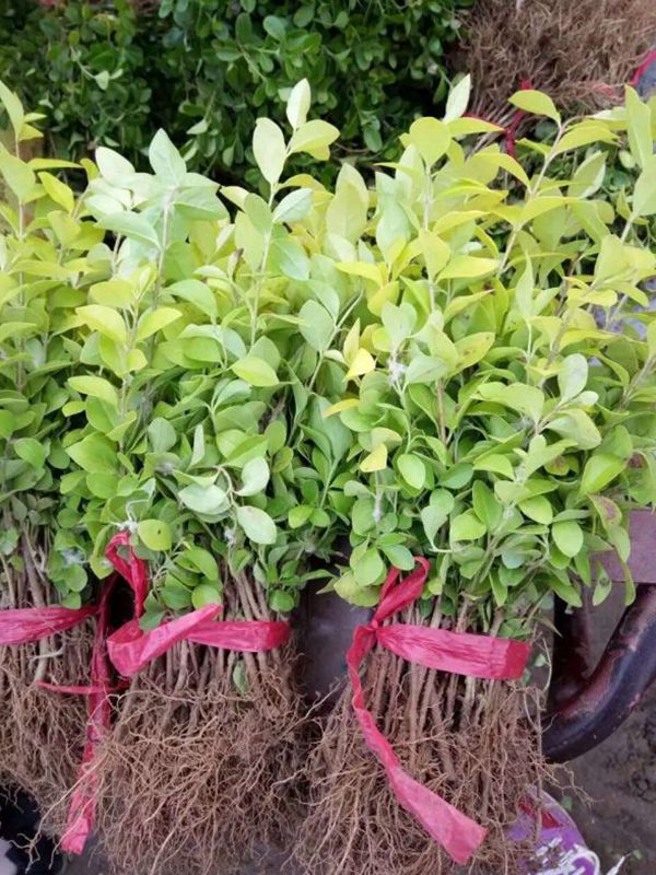 1630056917932733.jpg 金葉女貞18.jpg