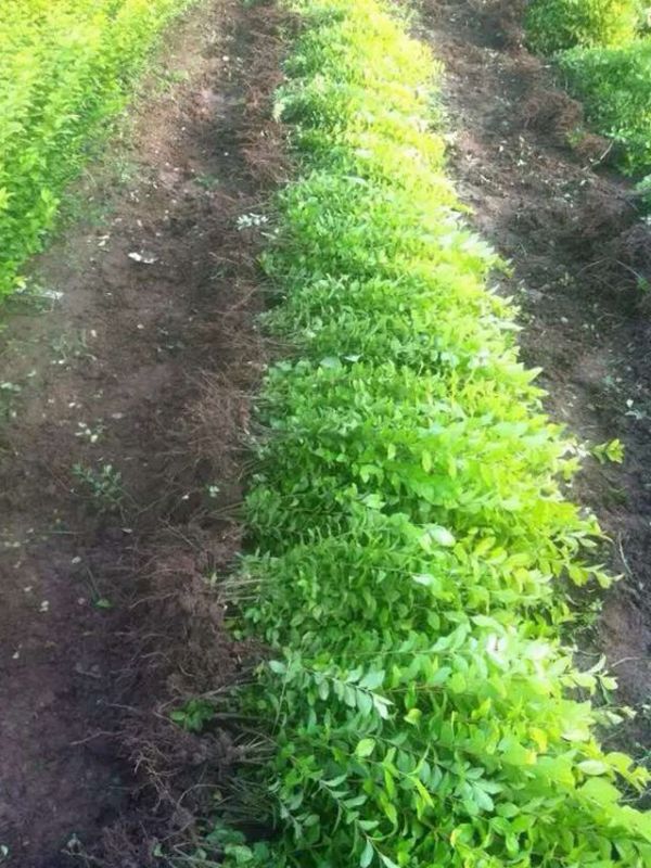 1630056941386446.jpg 金葉女貞24.jpg