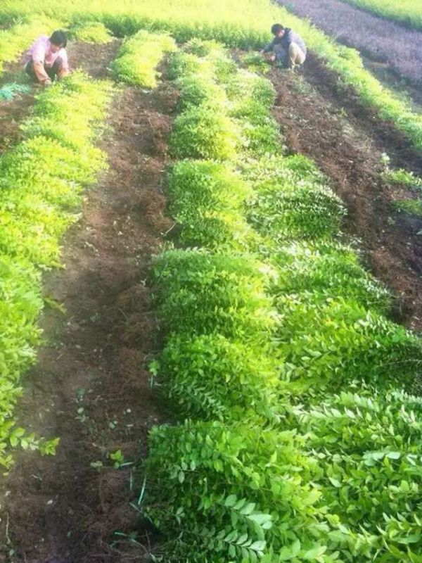 1630056957535236.jpg 金葉女貞25.jpg