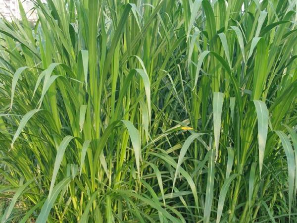 1630160013886671.jpg 甜象草6.jpg