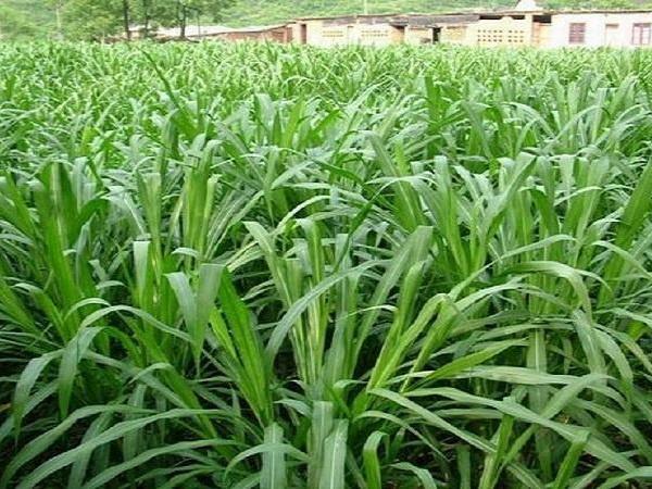 1630160017233326.jpg 甜象草8.jpg