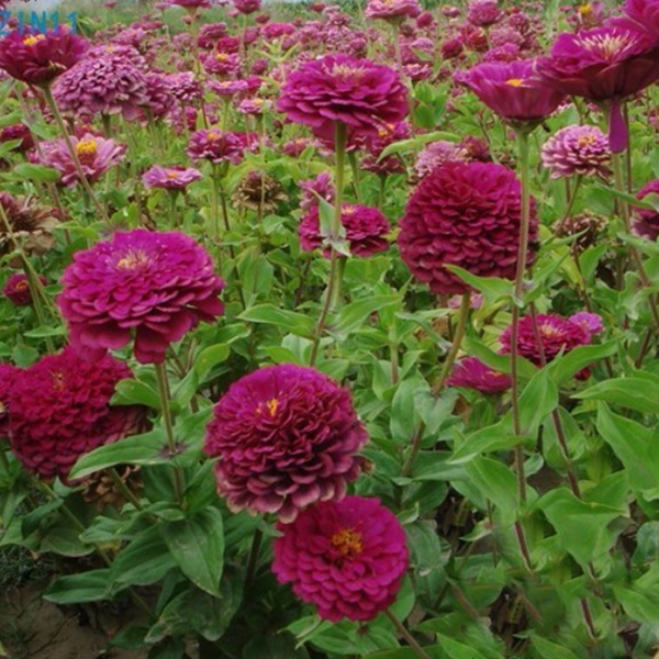 1630294776999549.jpg 百日草-(4)_副本.jpg