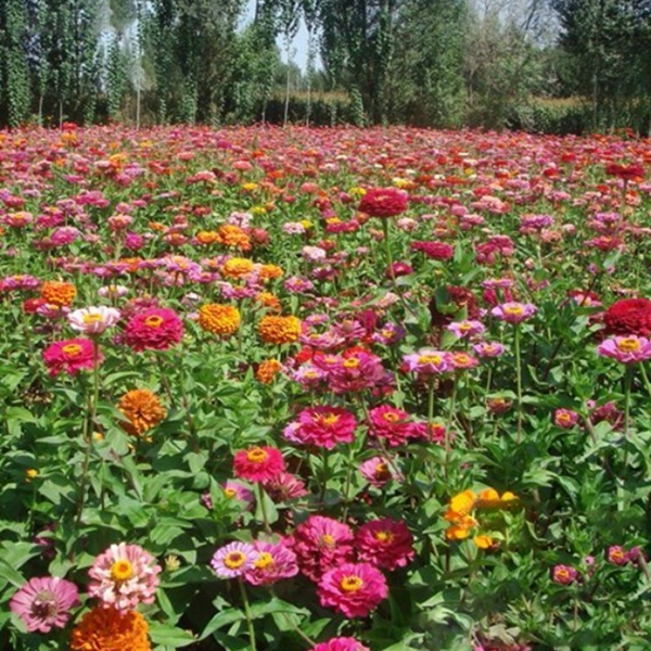 1630294807610593.jpg 百日草-(8)_副本.jpg