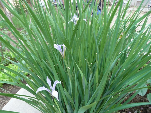 1630416515860766.jpg 馬蓮3.jpg