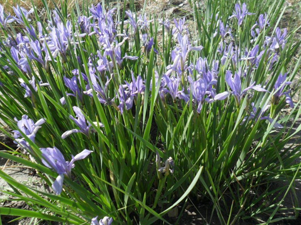 1630416534673597.jpg 馬蓮4.jpg