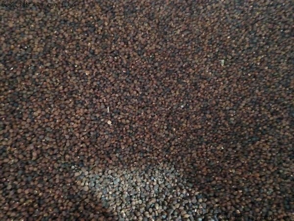 1630417168745289.jpg 馬蓮6.jpg