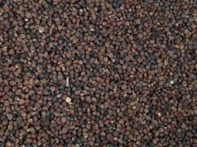 馬蓮的種植方法與養護！
