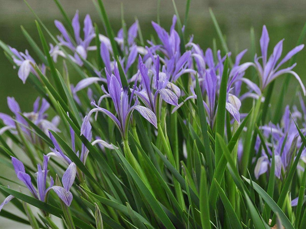 1630502339226467.jpg 馬蓮1.jpg