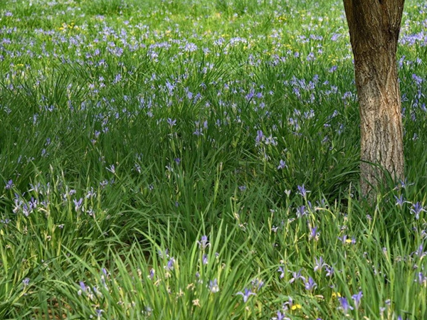 1630502379615180.jpg 馬蓮2.jpg