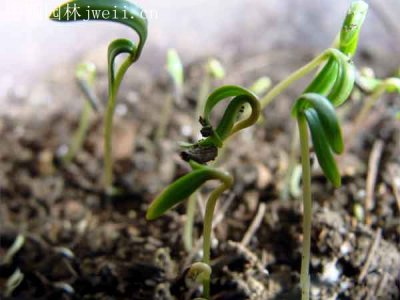 蒲公英種子容易種植嗎？