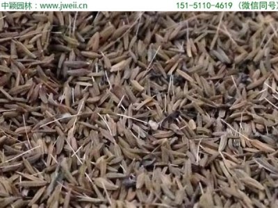 蒲公英播種每畝地需要幾斤？