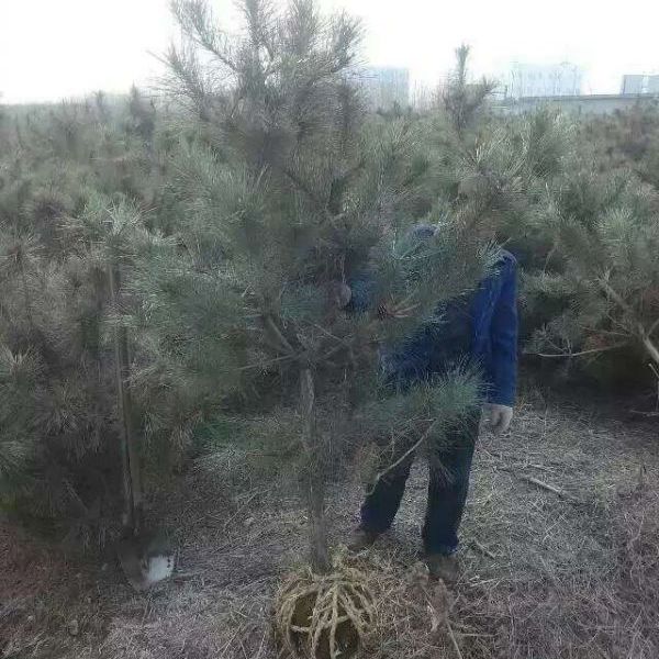 1630893320195734.jpg 黑松27.jpg