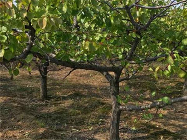 1630897727992304.jpg 杏樹4.jpg