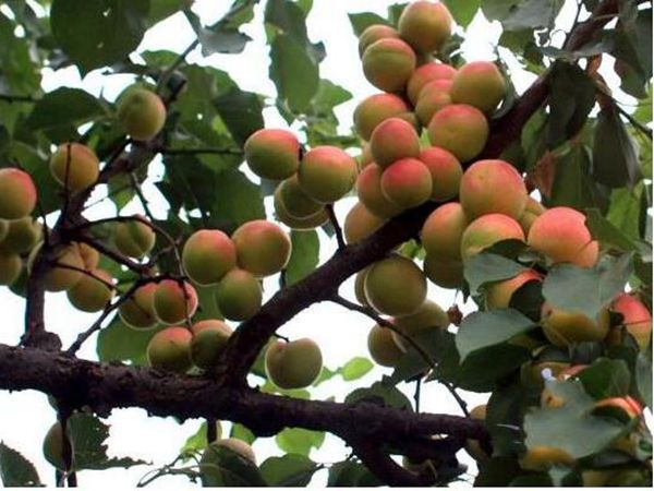 1630897741732568.jpg 杏樹1.jpg