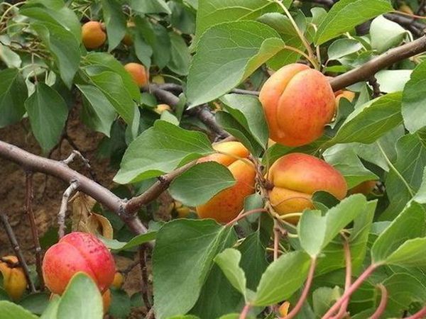 1630897748253457.jpg 杏樹2.jpg