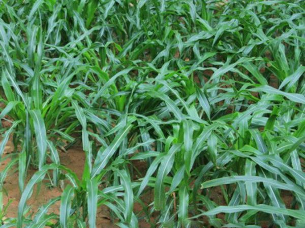 1631069292333504.jpg 墨西哥玉米2.jpg