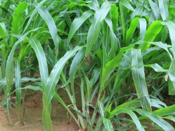 1631149374118310.jpg 墨西哥玉米1.jpg