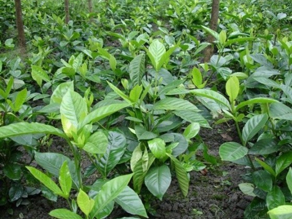 1631886236192457.jpg 梔子花7.jpg