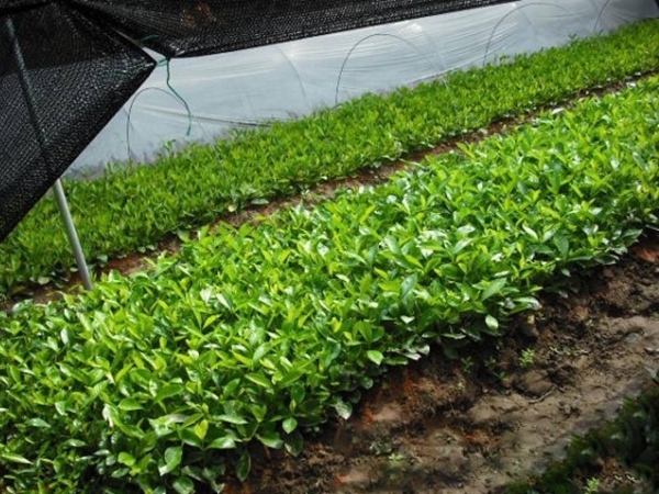 1631886261515666.jpg 梔子花3.jpg