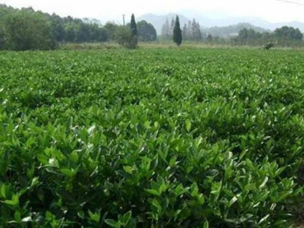 1631886274281033.jpg 梔子花2.jpg