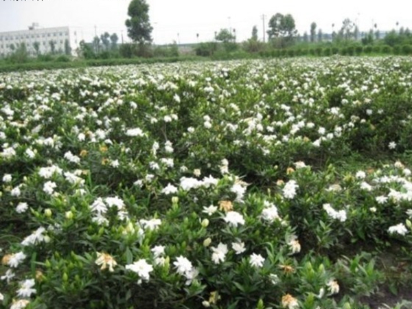 1631886284664147.jpg 梔子花9.jpg