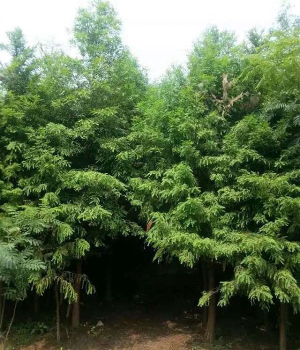 1632450323436026.jpg 水杉5.jpg