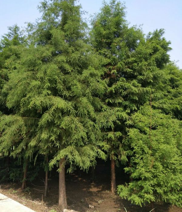 1632450326757589.jpg 水杉6.jpg