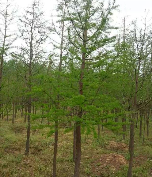 1632450331131577.jpg 水杉7.jpg