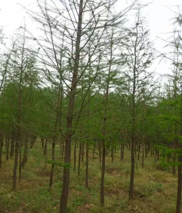 1632450335510762.jpg 水杉9.jpg