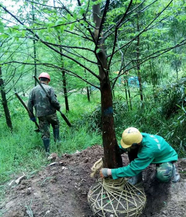 1632450345774772.jpg 水杉12.jpg