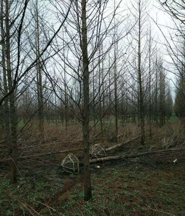 1632450353826546.jpg 水杉16.jpg