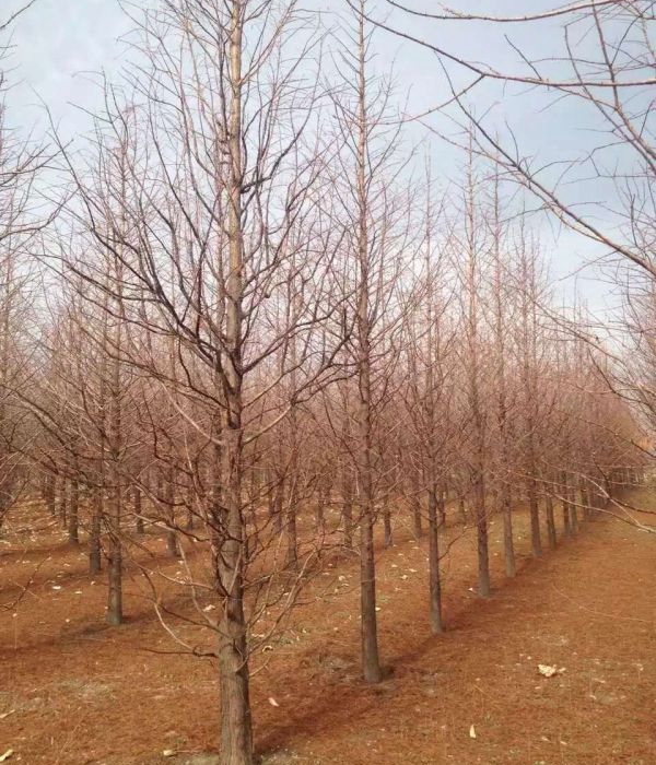 1632450357974019.jpg 水杉18.jpg