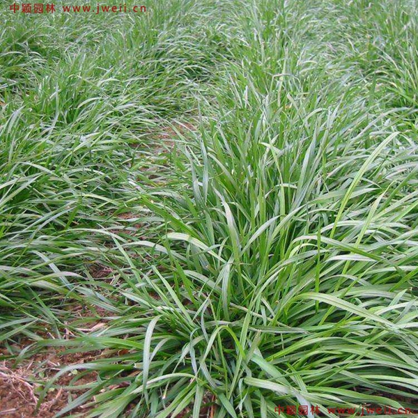 1632527252381383.jpg 7_副本.jpg