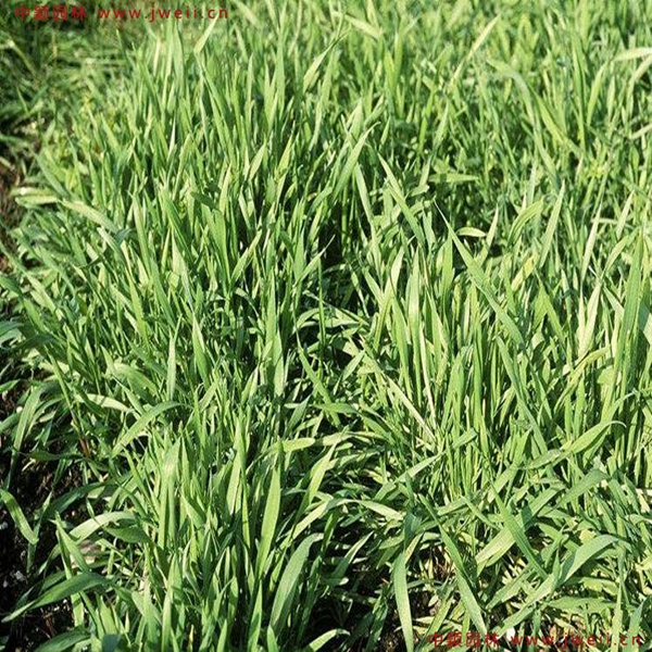 1632527262878662.jpg 6_副本.jpg