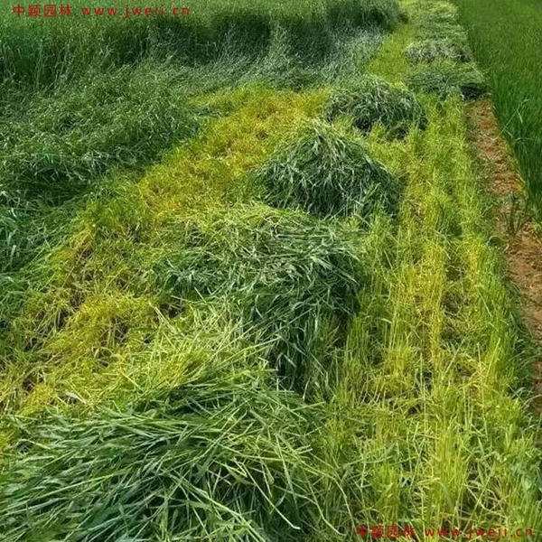 1632527270963483.jpg 1_副本.jpg