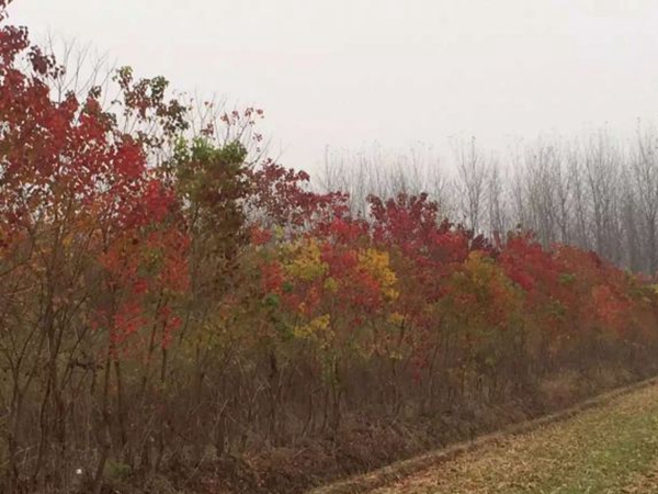 烏桕樹5.jpg
