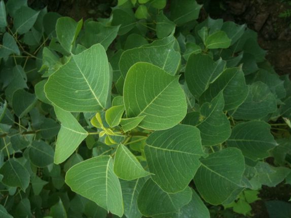 烏桕樹1.jpg
