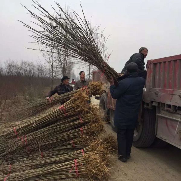 桑樹.jpg