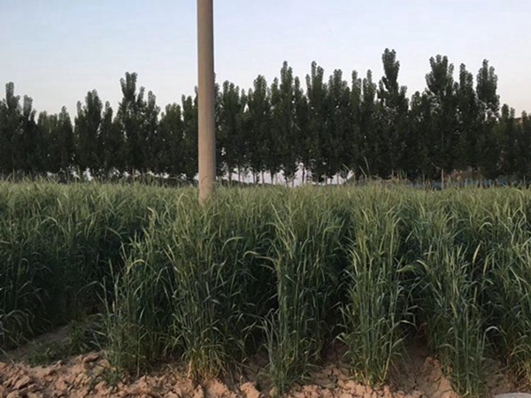 1632735964667862.jpg 冬牧70黑麥草.jpg