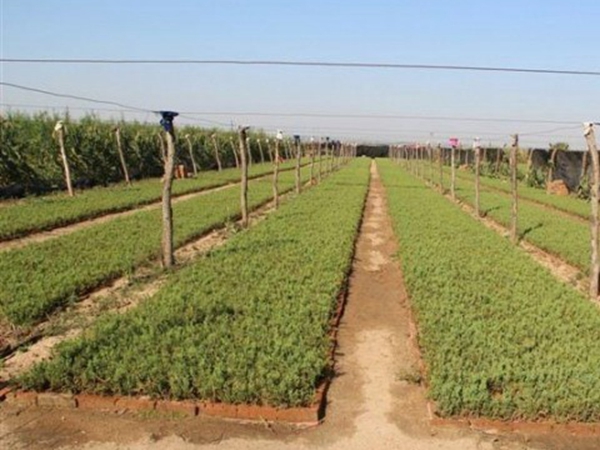 1632796238126960.jpg 圓柏1.jpg