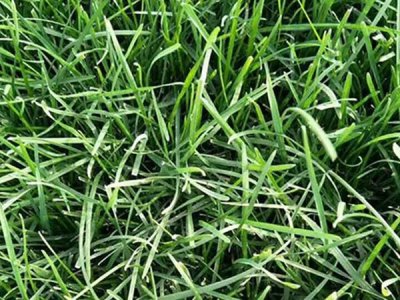 高羊茅混播什么品種的草坪最好？