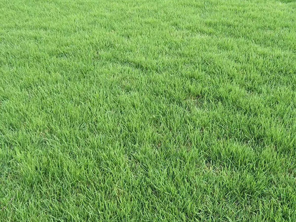 早熟禾草坪圖片 早熟禾草坪圖片